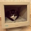 Роман Котов