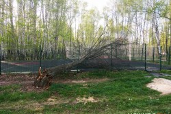 Ветреный май: в Кашире стихия валит деревья на строения