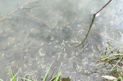 На пруду в Сорокино, где массово погибла рыба, планируют провести акцию по очистке берегов от мусора