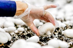 Специалисты «Росконтроля» высоко оценили качество шампиньонов, выращенных «Национальной грибной компанией Кашира»
