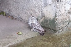 В Кашире спасли травмированную сову, которая сидела под домом на Садовой