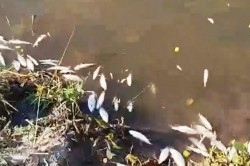 Причину массовой гибели рыбы на пруду в Сорокино пояснили банальной нехваткой кислорода в воде