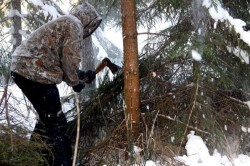 Каширянин получил условный срок заключения за незаконную рубку лесных насаждений