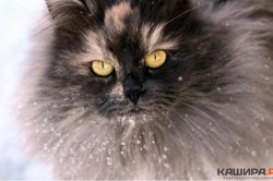 Каширский котик – один из лидеров областного фотоконкурса «Мартовские коты»