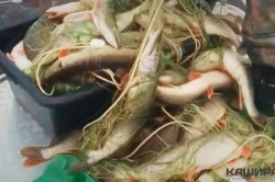 Задержаны браконьеры, незаконно выловившие из Оки более 150 кг рыбы