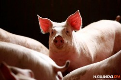 В Терново-1 выявлен генетический материал вируса африканской чумы свиней