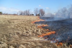 Пал травы приводит к серьезным пожарам