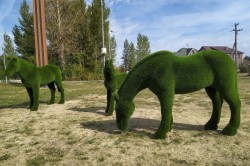 Фигуры лошадей украсили лужайку у «Макдоналдса» в Кашире