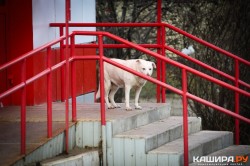 Стая бродячих собак напала на жительницу Каширы-3