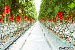 Открытие 4-й четвертой очереди теплиц в Кашире позволит выйти на полную самообеспеченность овощами в концу года
