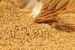 Россельхознадзор отозвал декларацию о соответствии продукции у сельхозпредприятия из Каширы
