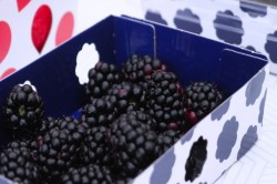 В Кашире собрали треть всего объема ягод в Подмосковье
