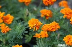 Почти 65 тысяч саженцев цветов и кустарников высадят в этом году в Кашире