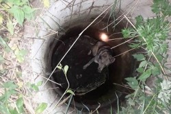 Каширские спасатели вызволили собаку, провалившуюся в канализационный колодец