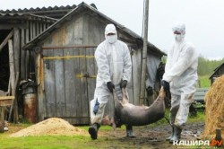 У владельца подсобного хозяйства в д.Терново-1 изымут животных и продукты животноводства для дальнейшего уничтожения