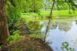 В городском округе Кашира за 1,7 миллионов рублей благоустроят деревенский пруд