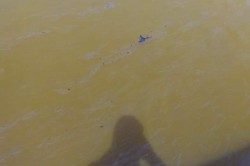 Рыбаки в районе Каширской ГРЭС обнаружили следы нефтепродуктов на поверхности Оки