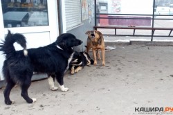 В деревне Тарасково провели отлов опасной стаи собак