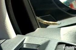 Столичный водитель сделал вынужденную остановку на трассе в Кашире, обнаружив в машине змею