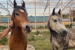 Лошадь и жеребенка украли минувшей ночью с частного подворья в Кашире