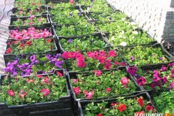 Более 36 тысяч однолетних цветов будет высажено на улицах Каширы