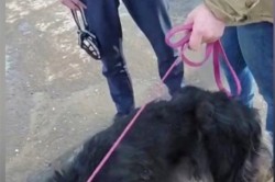 Зоозащитники в Кашире сняли на видео попытку забрать у хозяев на передержку истощенную собаку