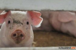 В Кашире выявлена африканская чума свиней