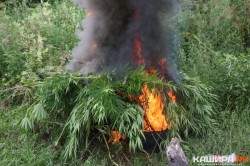 В Кашире уничтожили более 100 растений дикорастущей конопли
