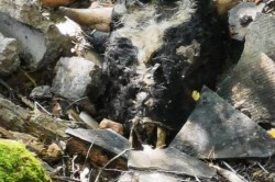 В Кашире инициировали проверку после обнаружения останков крупного рогатого скота