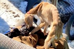 Истощенные собаки из Каширы пропали в неизвестном направлении: хозяйке выписан штраф