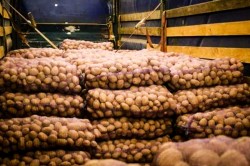 Грузовик с 20 тоннами овощей, следовавший в Каширу, задержали сотрудники ФСБ и Россельхознадзора
