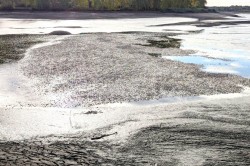Потрескавшаяся земля, мертвая рыба и неприятный запах: как сегодня выглядит пруд в Знаменском