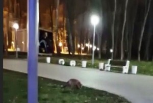 В Каширском городском парке заметили разгуливающую по центральной площади лису