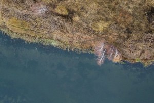 Пруд в Ожерелье расчистят в этом году по программе Минэкологии