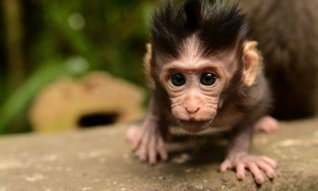 Макака Харлоу