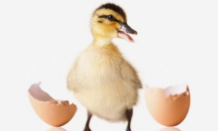 Утка за утенком или утенок за уткой?