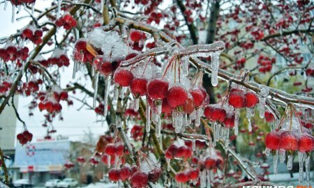 Ледяной дождь