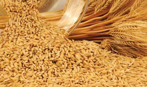 Россельхознадзор отозвал декларацию о соответствии продукции у сельхозпредприятия из Каширы