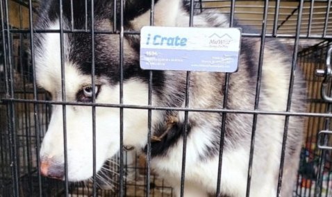 В Кашире определили организацию, которая будет заниматься отловом бездомных животных