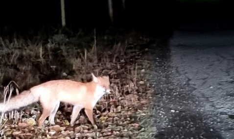 Больную бешенством лисицу выявили в деревне под Каширой