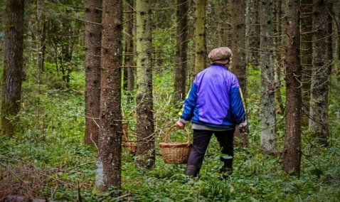 Кашира оказалась среди лидеров по числу заблудившихся в лесу людей