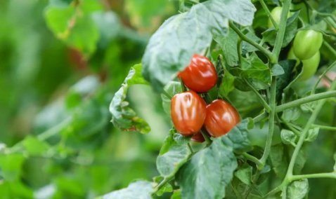 Каширские теплицы – снова среди лидеров сбора овощей в Подмосковье