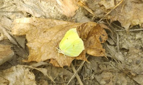 Бабочки ожили в Кашире в самый теплый день с начала года