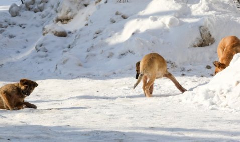 Стая агрессивных собак бросается на прохожих в Кашире-3