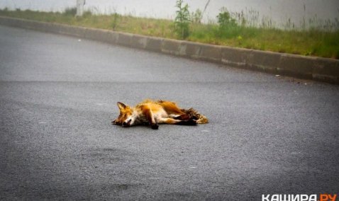 В Кашире-3 нашли мертвую лису, загрызенную собаками