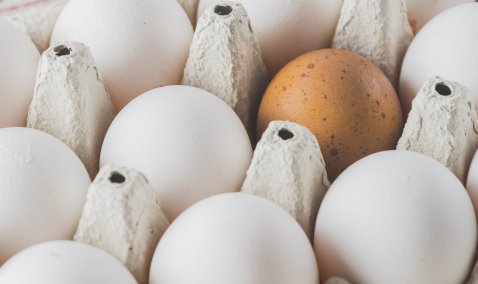 Более 600 миллионов куриных яиц в год будут выпускать на птицефабрике в Кашире