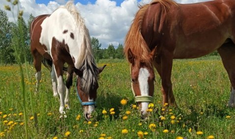 Хозяева из Каширы продолжают поиск украденных лошадей, которые могут быть в России и за рубежом