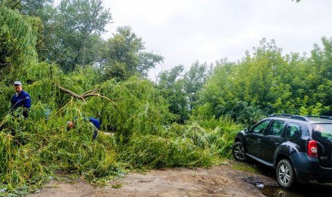 Не долгожданный дождь: дерево упало на припаркованные автомобили на станции Кашира