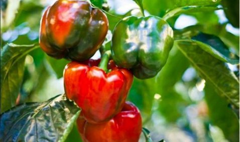 Баклажаны и сладкий перец запустило в розничную продажу по Кашире ООО «Агрокультура Групп»