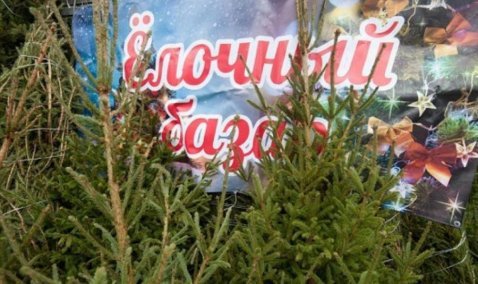 Два елочных базара будут работать в Кашире в предновогоднюю пору